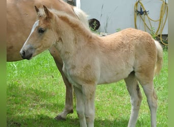 Haflinger, Stute, Fohlen (04/2024), 148 cm