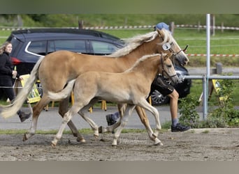 Haflinger, Stute, Fohlen (05/2025), 148 cm, Fuchs