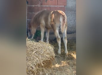 Haflinger Mix, Stute, , 148 cm, Fuchs