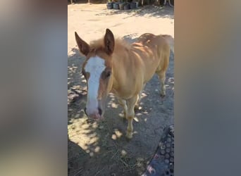 Haflinger Mix, Stute, , 148 cm, Fuchs