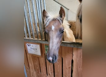 Haflinger, Stute, Fohlen (03/2025), 150 cm, Dunkelfuchs