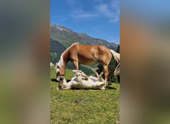 Haflinger, Stute, , 150 cm