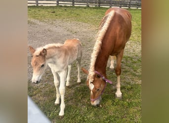 Haflinger, Stute, , 150 cm