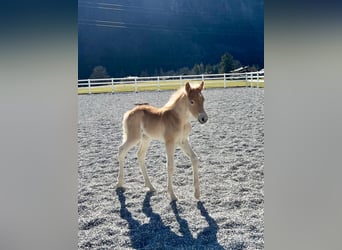 Haflinger, Stute, Fohlen (03/2025), 150 cm, Fuchs