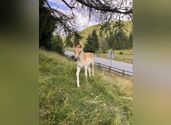 Haflinger, Stute, Fohlen (05/2025), 150 cm, Fuchs