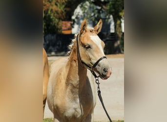 Haflinger, Stute, Fohlen (03/2026), 152 cm, Fuchs