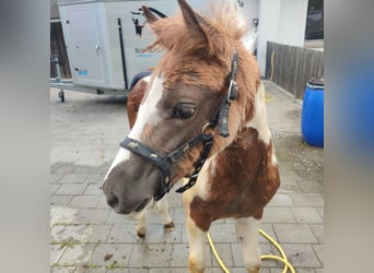 Haflinger, Stute, Fohlen (03/2024), 155 cm, Schecke