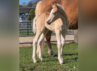 Haflinger, Stute, Fohlen (03/2026)