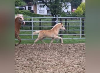Haflinger, Stute, Fohlen (03/2026)