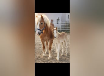 Haflinger, Stute, Fohlen (03/2026)