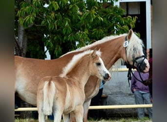 Haflinger, Stute, Fohlen (04/2026)