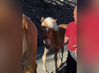 Haflinger, Stute, Fohlen (03/2026)