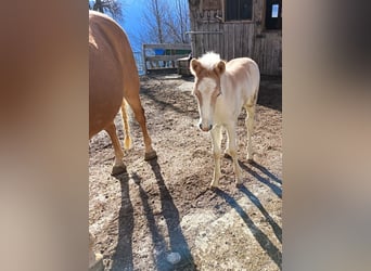 Haflinger, Stute, Fohlen (05/2026)