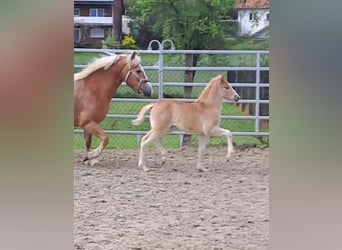 Haflinger, Stute, Fohlen (03/2024), Fuchs