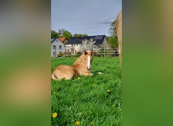 Haflinger, Stute, Fohlen (03/2024), Fuchs