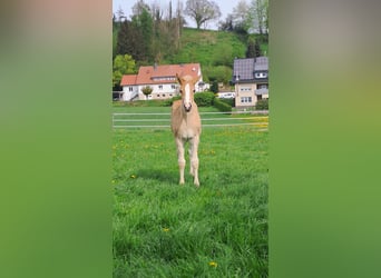 Haflinger, Stute, Fohlen (03/2024), Fuchs