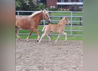 Haflinger, Stute, Fohlen (03/2024), Fuchs