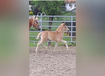 Haflinger, Stute, Fohlen (03/2024), Fuchs