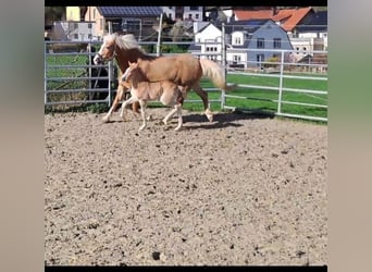 Haflinger, Stute, Fohlen (03/2024), Fuchs