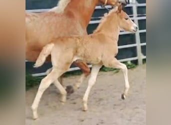 Haflinger, Stute, Fohlen (03/2024), Fuchs