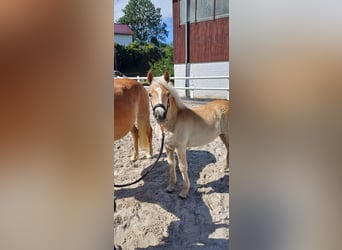 Haflinger, Stute, Fohlen (04/2025), Fuchs