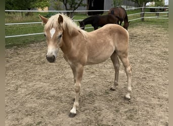 Haflinger, Stute, Fohlen (03/2025), Fuchs