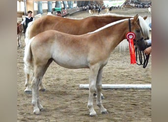 Haflinger, Stute, Fohlen (04/2024), Fuchs