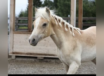 Haflinger, Stute, Fohlen (03/2025), Fuchs