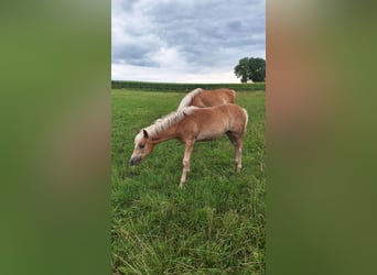 Haflinger, Stute, Fohlen (03/2025), Fuchs