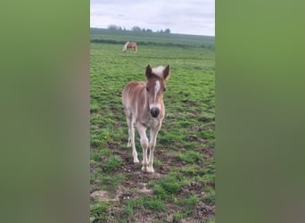 Haflinger, Stute, Fohlen (03/2025), Fuchs