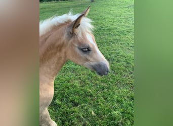 Haflinger, Stute, , Fuchs
