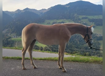 Haflinger, Stute, Fohlen (03/2026), Fuchs