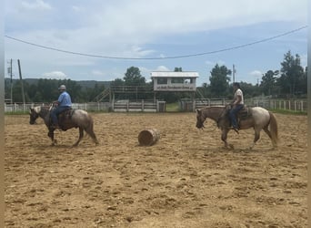 Haflinger, Valack, 10 år, 145 cm, Rödskimmel