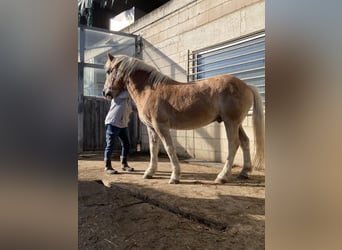 Haflinger, Valack, 10 år, 151 cm, fux