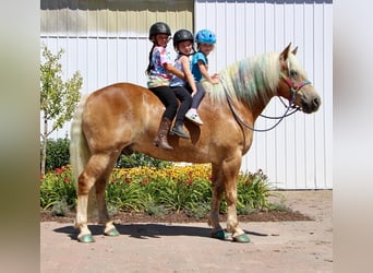 Haflinger, Valack, 10 år, 152 cm, Fux