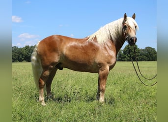 Haflinger, Valack, 10 år, 152 cm, Fux