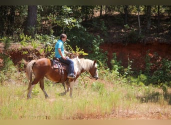 Haflinger, Valack, 10 år, Tobiano-skäck-alla-färger