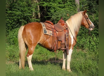 Haflinger, Valack, 10 år, Tobiano-skäck-alla-färger