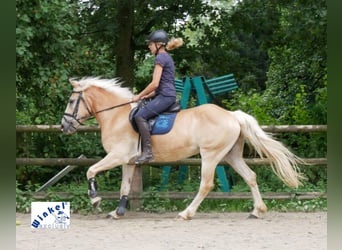 Haflinger, Valack, 11 år, 153 cm