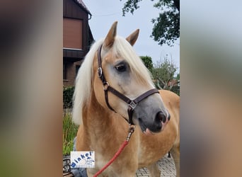 Haflinger, Valack, 11 år, 153 cm