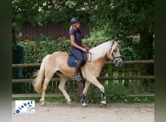 Haflinger, Valack, 11 år, 153 cm