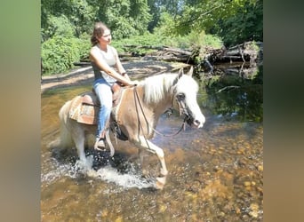 Haflinger Blandning, Valack, 12 år, 137 cm, Palomino