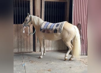 Haflinger Blandning, Valack, 12 år, 137 cm, Palomino