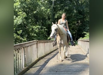 Haflinger Blandning, Valack, 12 år, 137 cm, Palomino