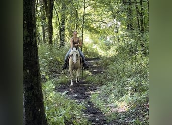 Haflinger Blandning, Valack, 12 år, 137 cm, Palomino