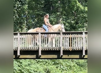 Haflinger Blandning, Valack, 12 år, 137 cm, Palomino