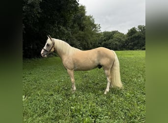 Haflinger Blandning, Valack, 12 år, 137 cm, Palomino