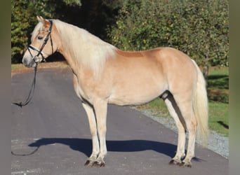 Haflinger, Valack, 12 år, 148 cm, Black