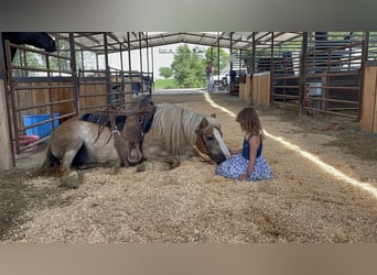 Haflinger Blandning, Valack, 13 år, 137 cm, Fux