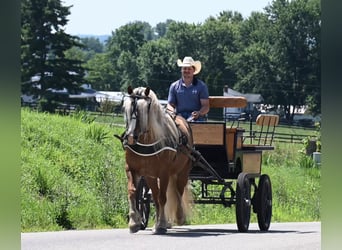 Haflinger, Valack, 13 år, 150 cm, Fux